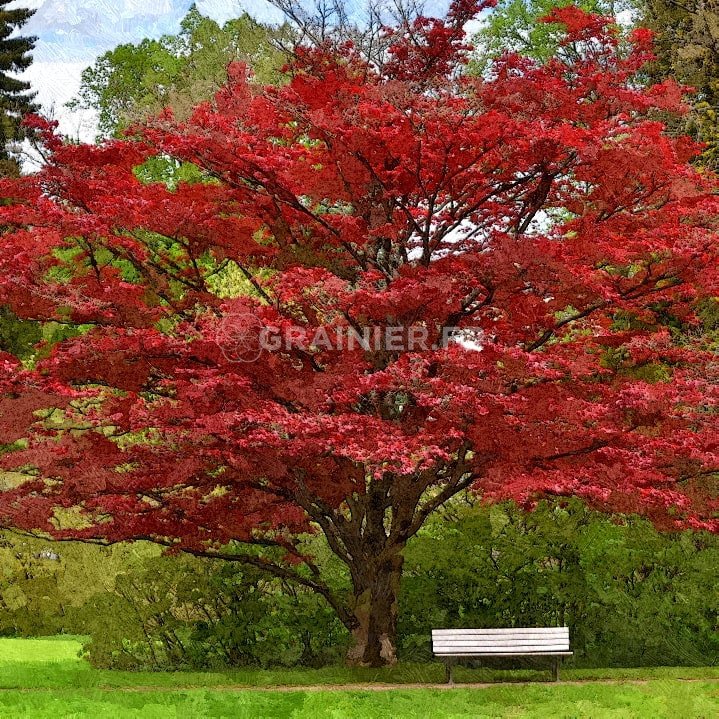 Red maple, Acer Rubrum image